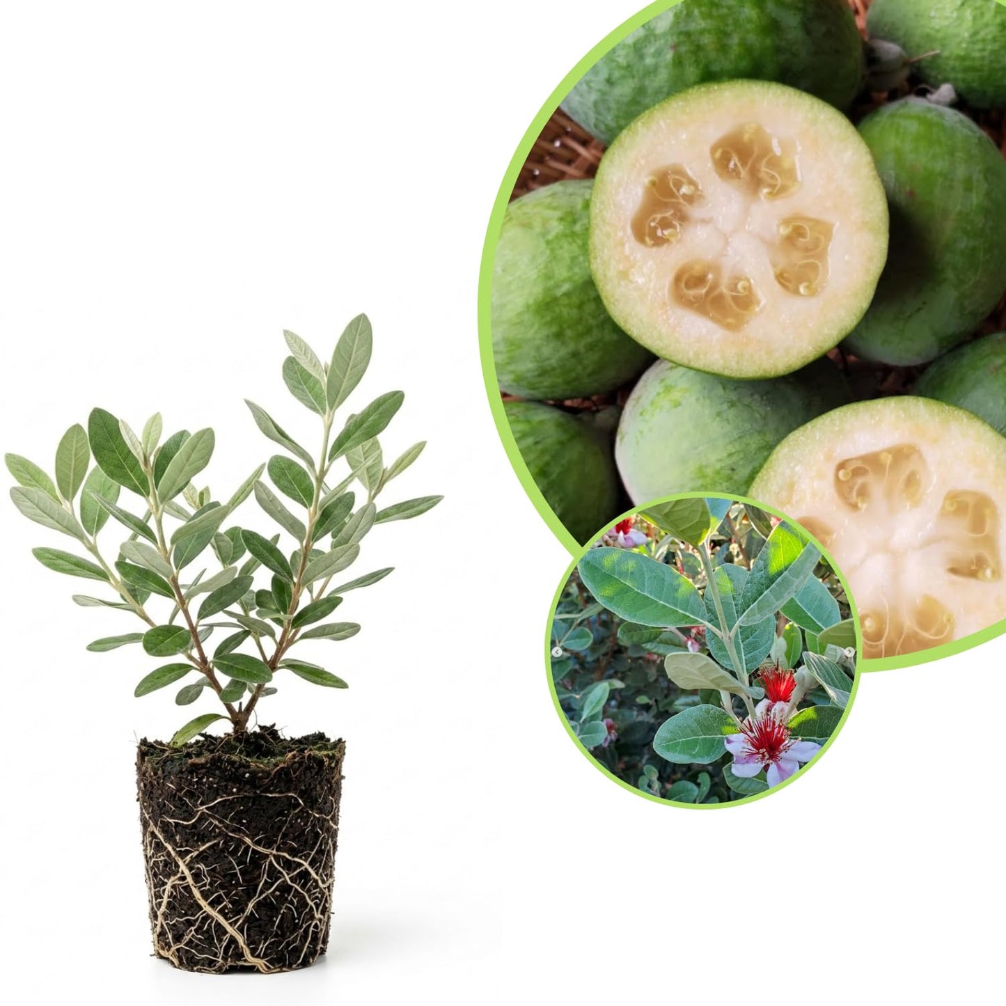 Pineapple Guava Live Plant, 4 to 6 Inches, Well Rooted Fragrant Guava for Garden