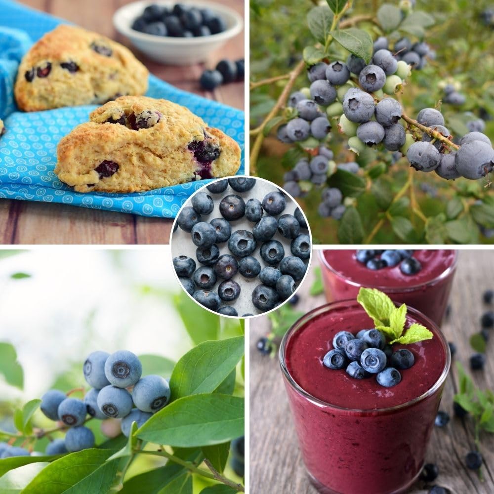 Blue Highbush Blueberry Live Plant, 4 Inches Pot, Sweet Blueberry Fruit Bush Live Plant for Planting in Garden, Spring Plant