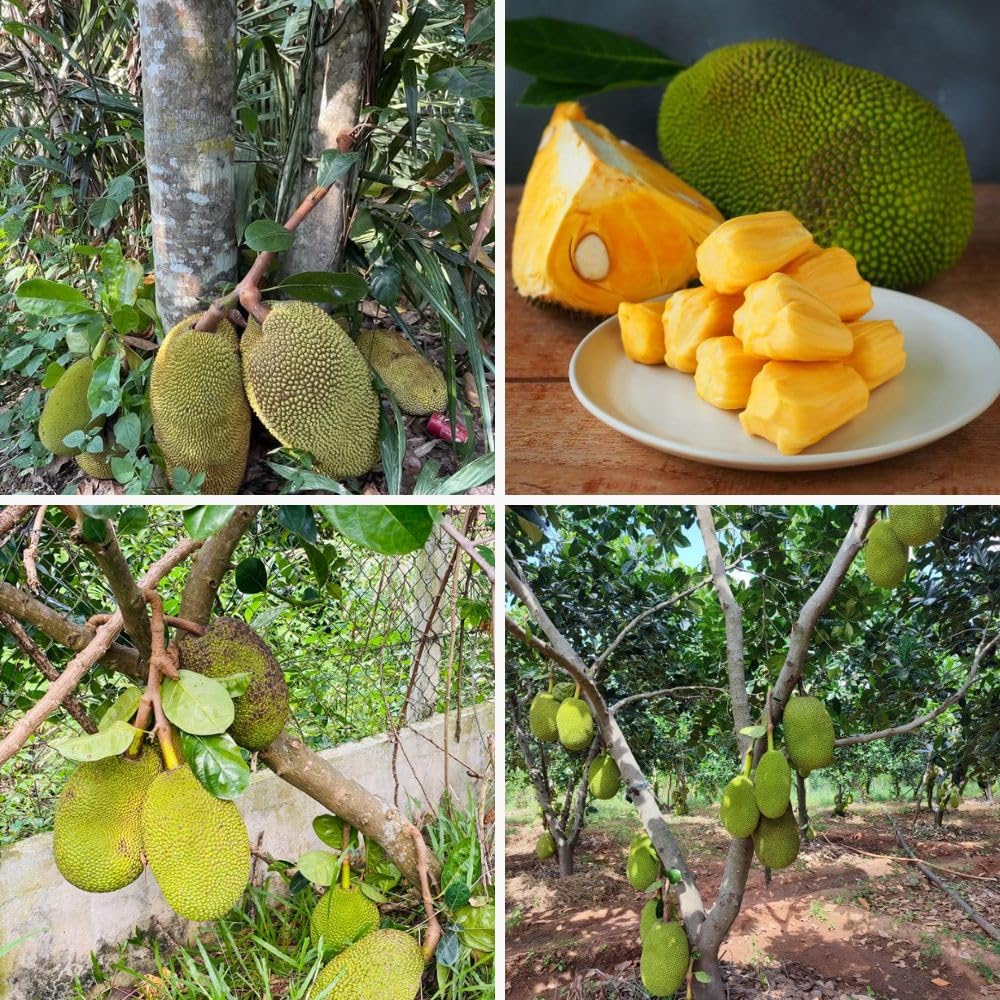 Jackfruit Tropical Live Plant 2-3 Feet in One Gallon Pot, Sweet Jackfruit Fruit Tree for Planting Outdoor, Tropical Jackfruit Fruit Plant for Indoor Outdoor Garden or Landscape