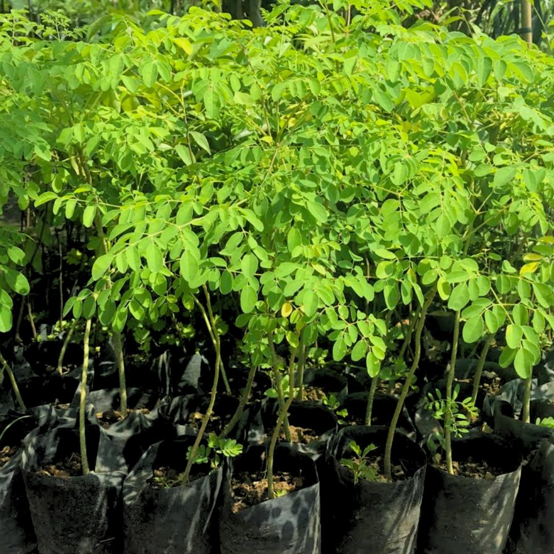 2 Malunggay Plants Moringa Oleifera Trees Live Plant for Planting, Drumstick Horseradish, 6 to 8 Inches in Tall