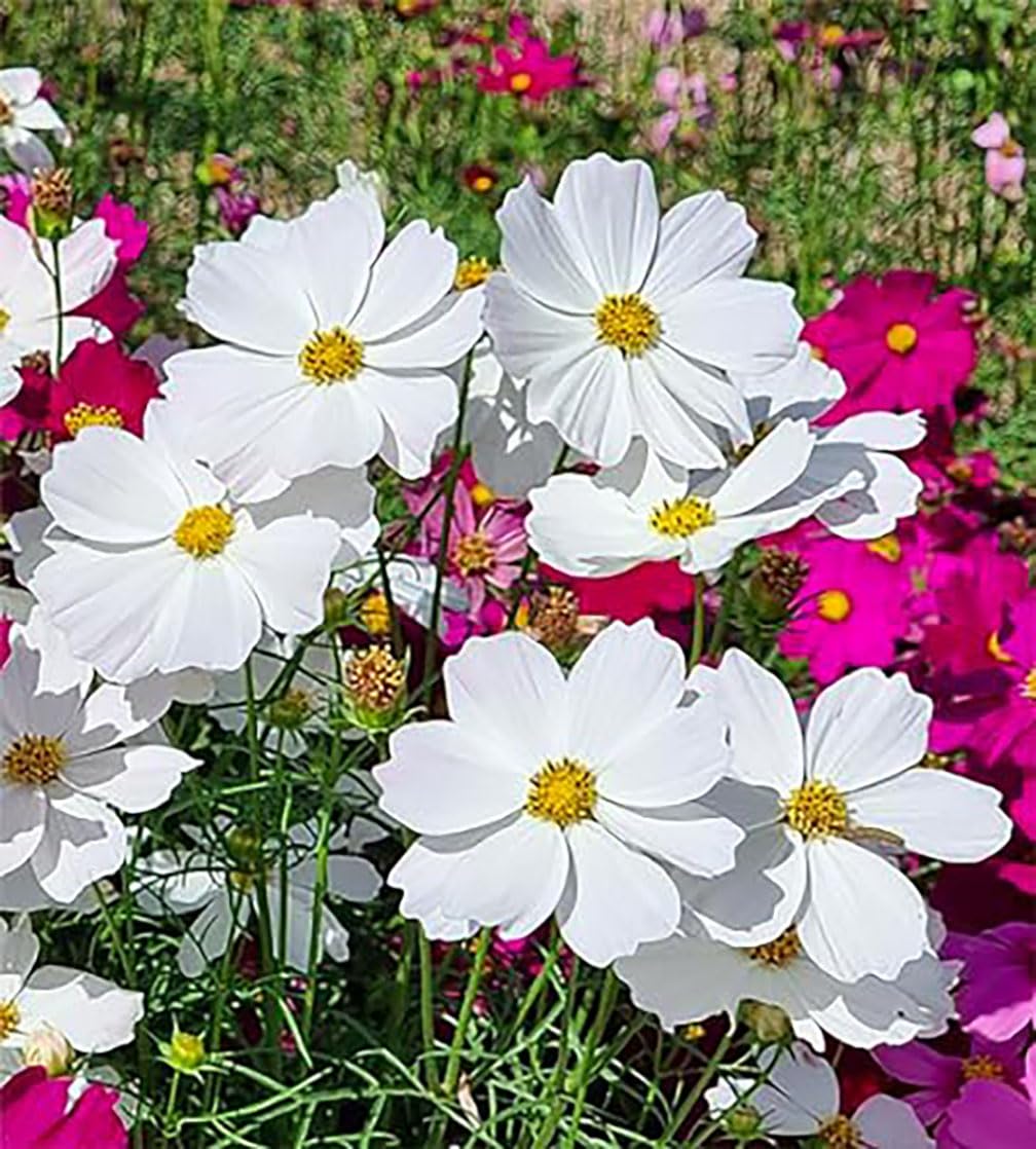 1000 White Purity Cosmos Seeds - Long Blooming Period in All Zones - 3' - 5' and up to 7 Feet Tall