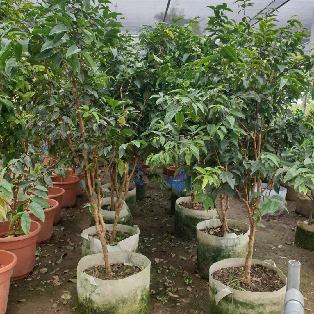 Rare Airlayered Black Jaboticaba Tree Live Plant for Planting, 3 Gallon 1-2 Feet Brazilian Grapetree Black Jabuticaba Tree Plant, Live
