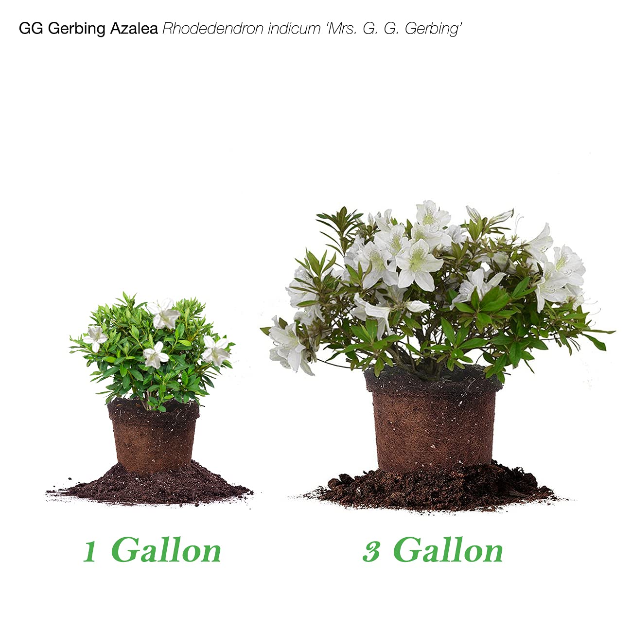 PERFECT PLANTS GG Gerbing Azalea Bush | 1 Gal. Pot | Large White Blooms | Southern Staple
