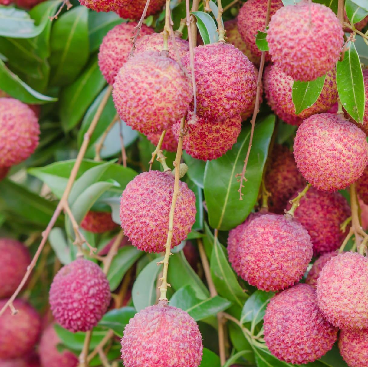 15+Lychee Tropical Fruit Seeds for Planting Outdoor- Non-GMO Heirloom Litchi Seed for Exotic Home Gardening-Perennial Psidium Guajava Exotic Fruit for Plant Indoor Bonsai Tree