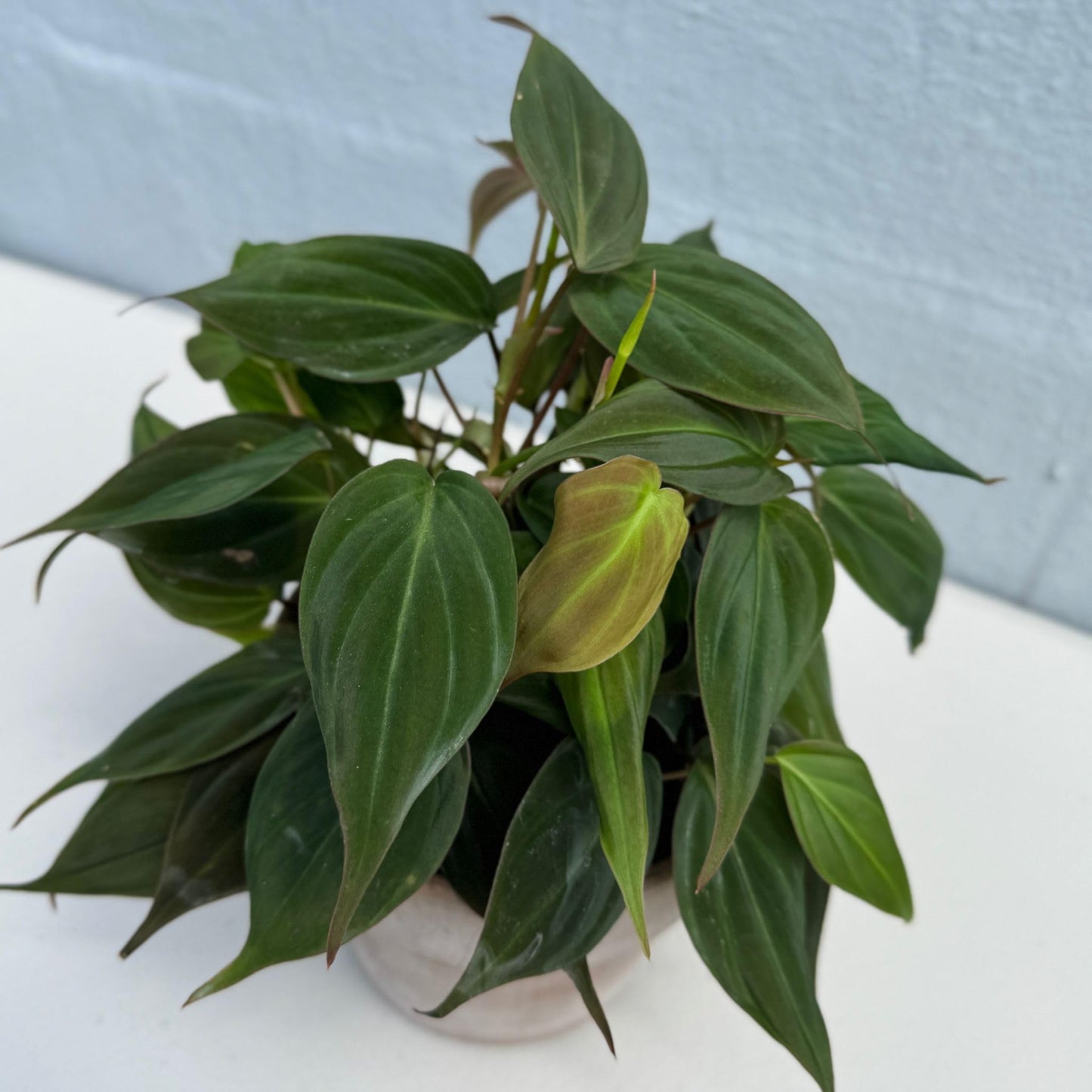 PLANTVERS Philodendron Mican in a 4" Grow Pot - Velvet Leaf Philodendron – Vining Indoor Plant – Easy Care Low Maintenance Houseplant – Low Light Trailing Indoor Plant