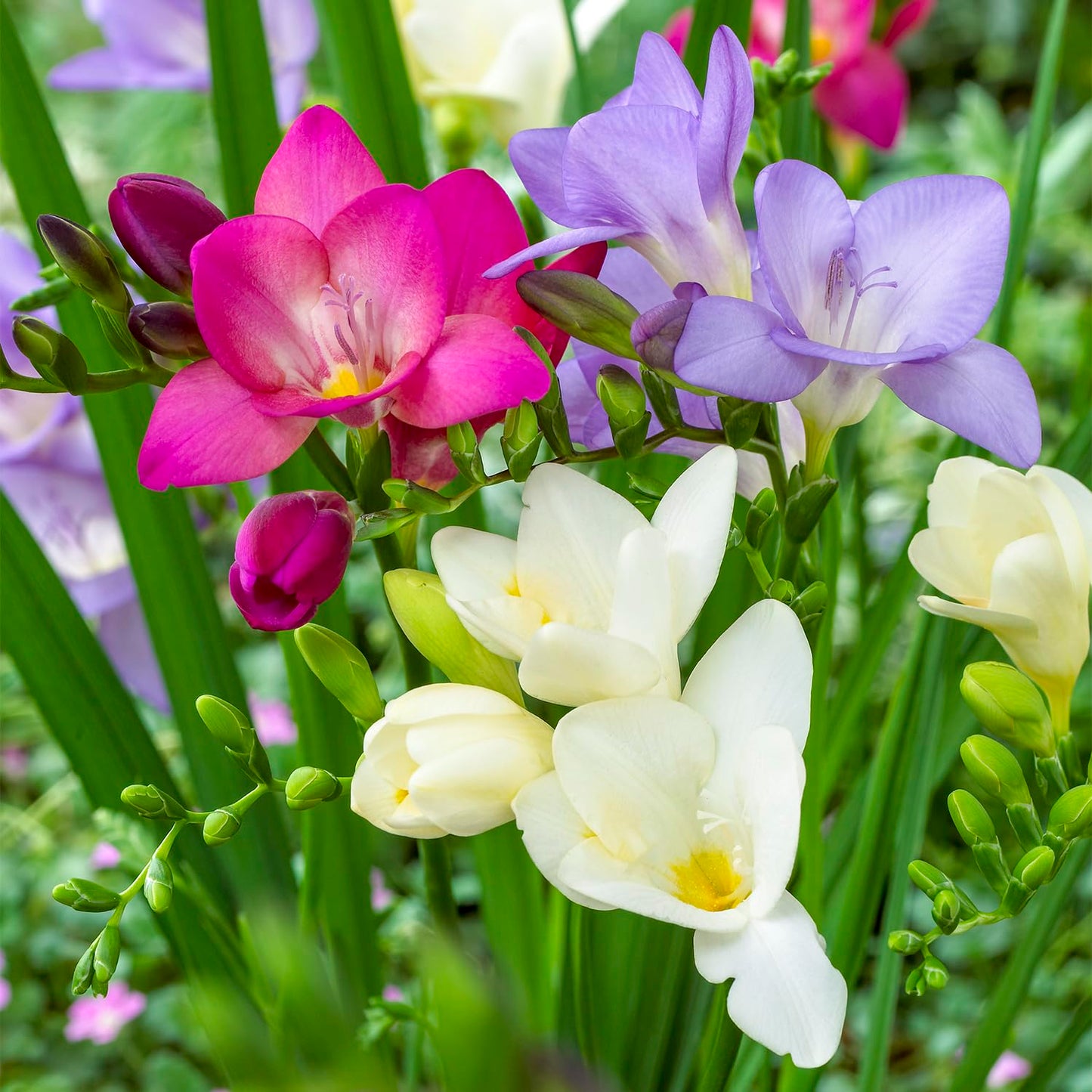 BRECK'S - Multi-Color Flowering Cool Breeze Freesia Blend Dormant Bare Root Summer Flowering Bulb Mixture, 20 Bulbs per Offer