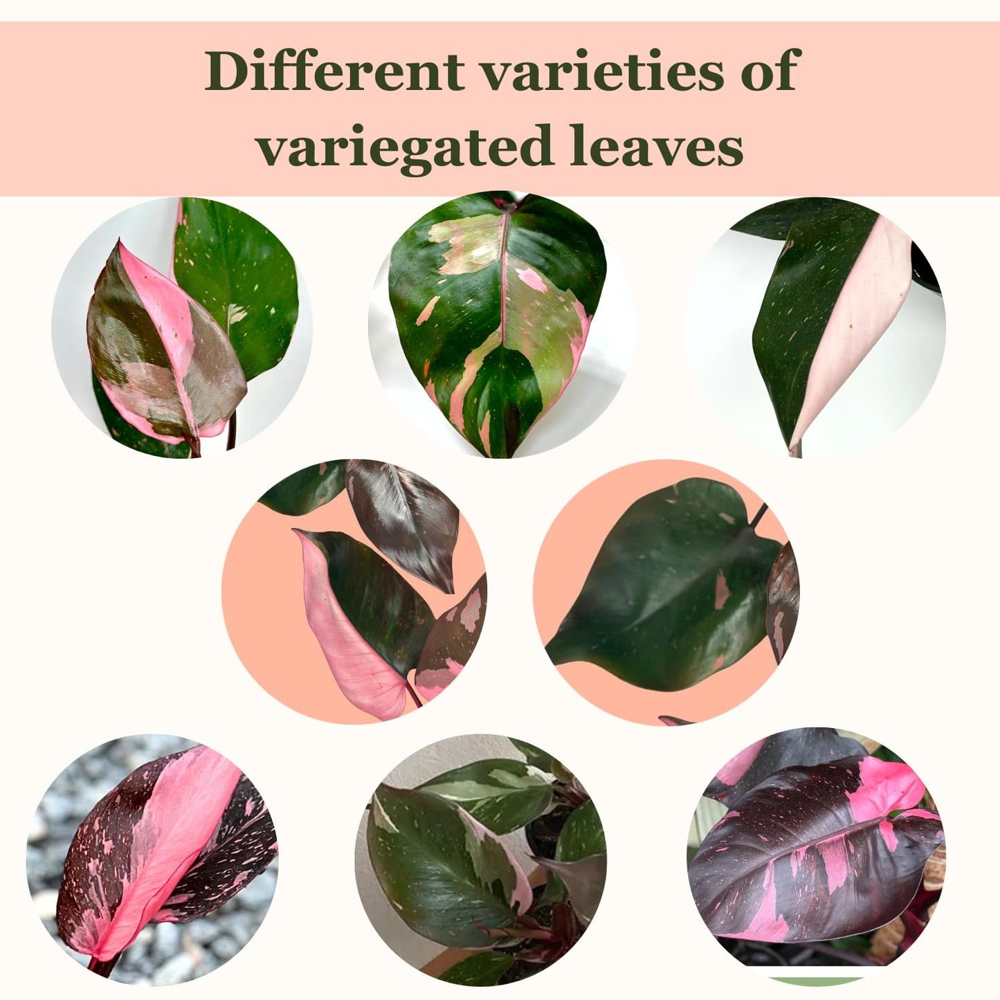 4 Inches Philodendron Pink Princess Live Plant with 4" Pot - Philodendron Plant Live Easy to Grow and Air Purifying - Indoor Houseplants for Home Office Wedding Decor & Gift Idea(Heat Pack Included)