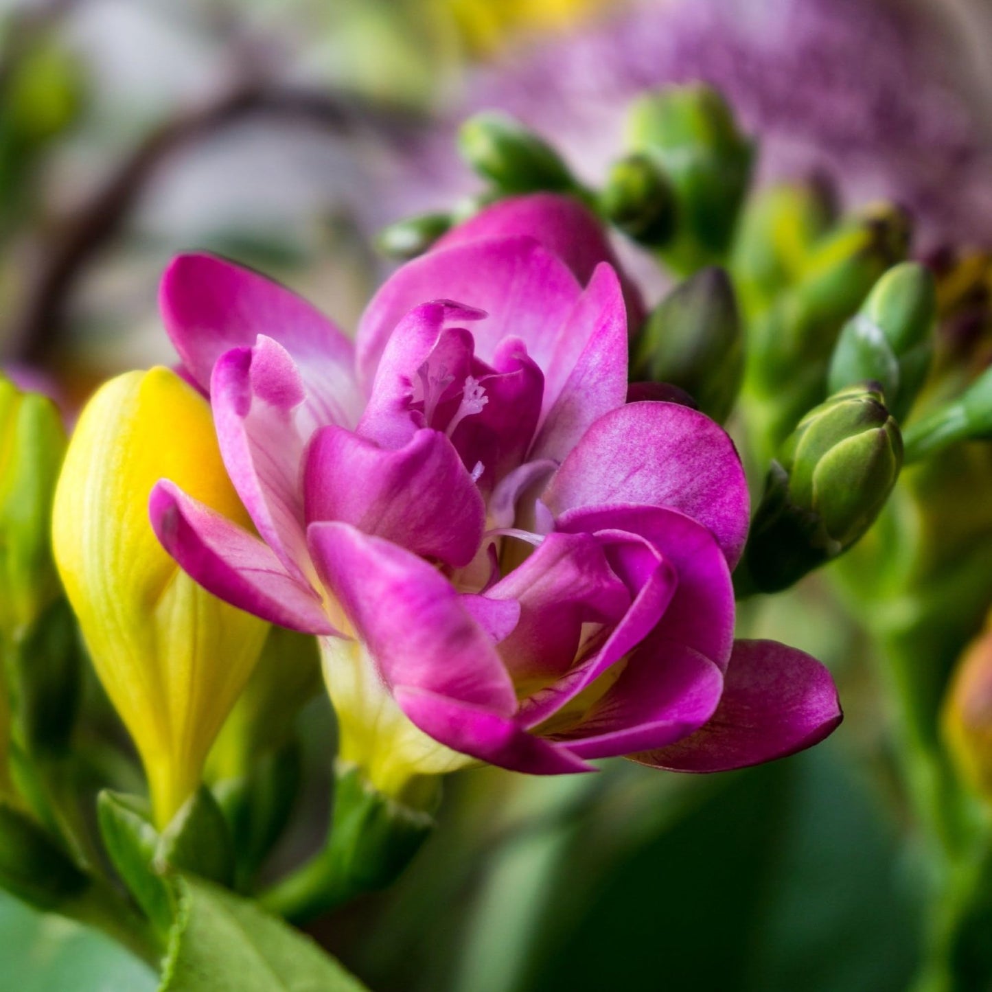 Easy to Grow Freesia Double Pink Pack of 15 Flower Bulbs - Spring Fragrant Pink Blooms in Sun, Great for Cutting