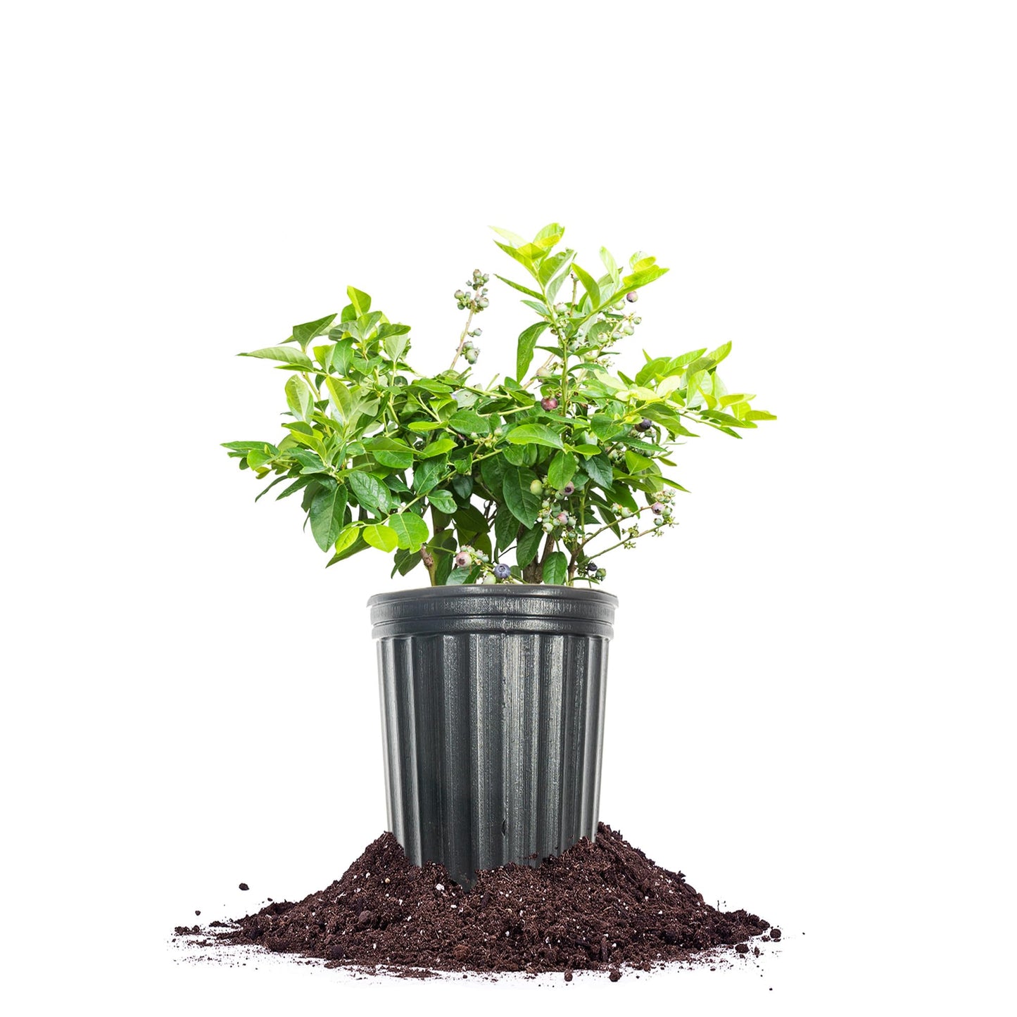 Perfect Plants Duke Blueberry 1 Gallon | Live Fruit Bush for Gardening | Edible Berries