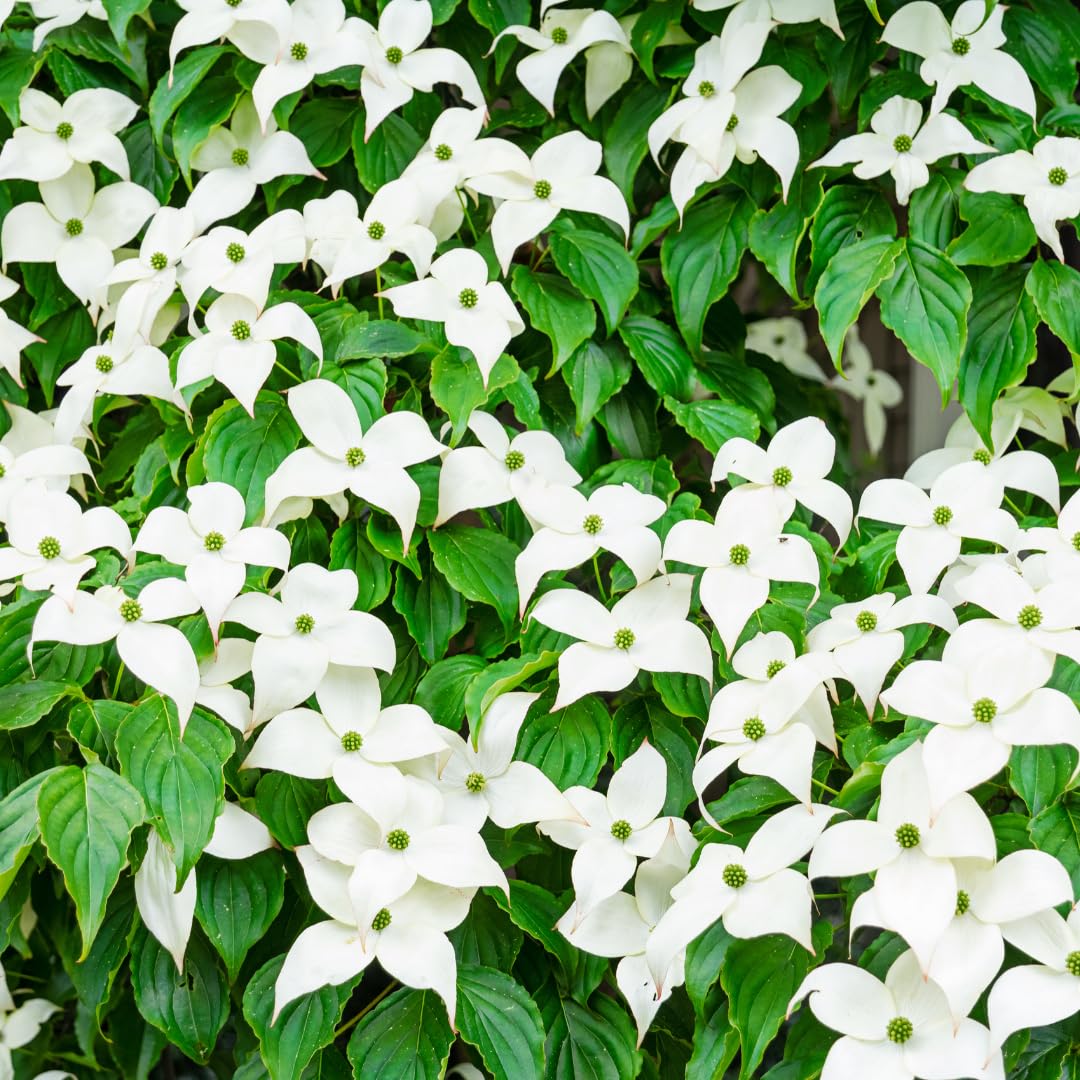 Kousa Dogwood Trees Live Plants in Pot, White Flowering Dogwood Plants Live, 6-12" Tall Bushes for Planting Outside Flower Shrubs