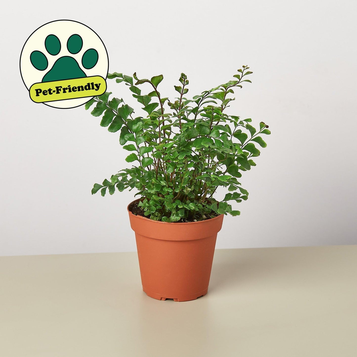Mahogany Fern | Live Plant for Indoor & Outdoor | for Living Room, Office, Bathroom | (4" Pot)