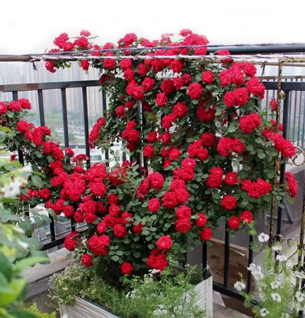 100PCS Red Climbing Rose Seeds Perennial Fragrant Flower Seeds Heirloom