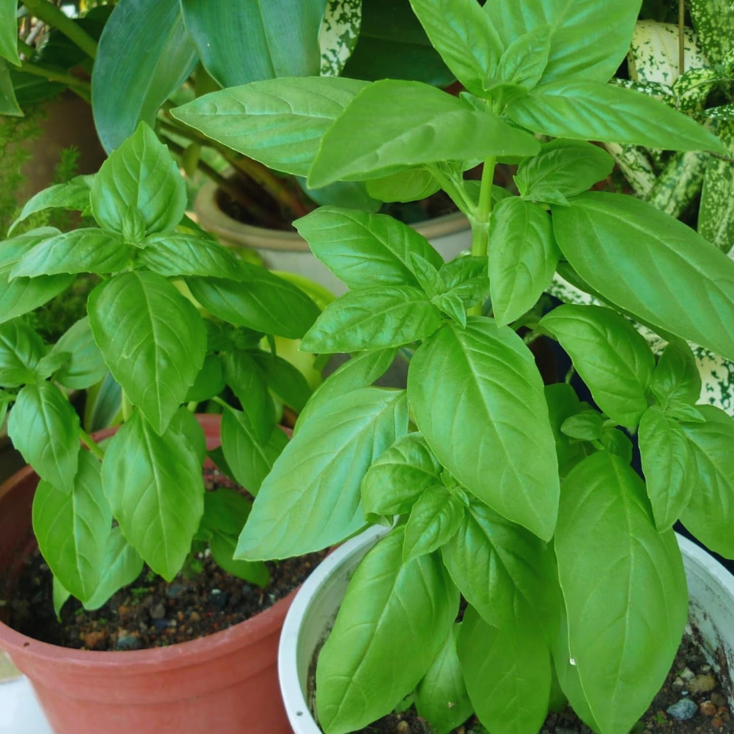 4 Sweet Basil Plants Live, Large Leaf Basil Plants, Basil Herb Plant Indoors Outdoors