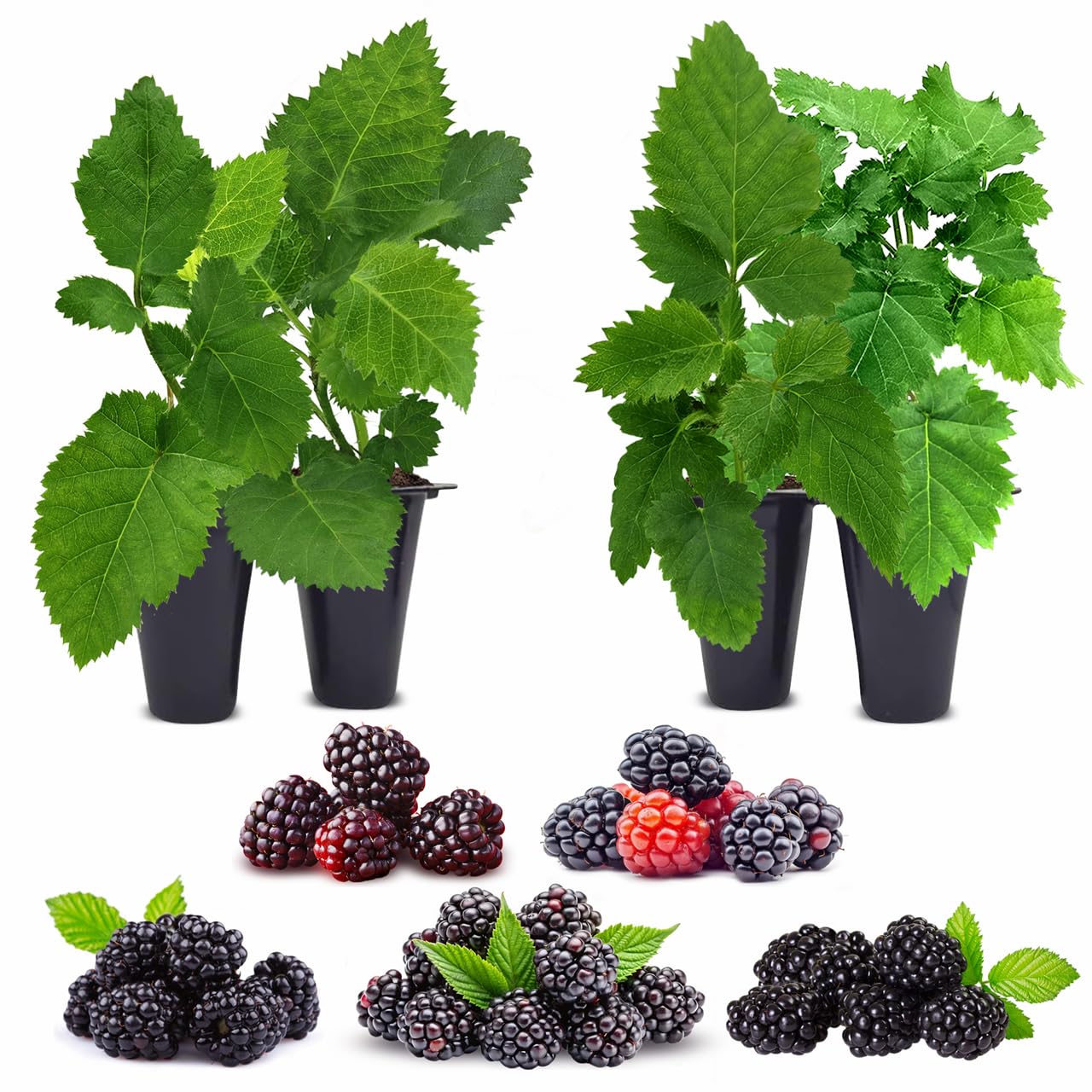 Blackberry Plant Collection (4 Pack) Live Fruit Plants for Planting | 4 Different Varieties for a Continuous Harvest | Thornless & Thorny Mix| Large, Sweet & Juicy Berries |Perfect for Organic Gardens