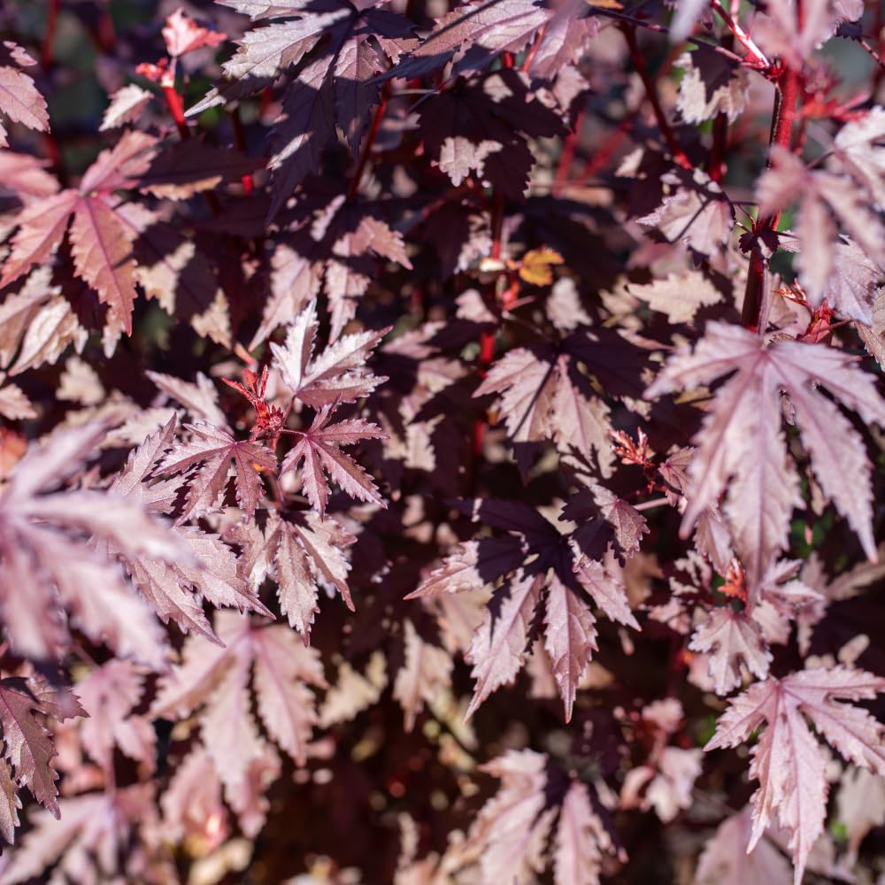 4 Cranberry Hibiscus Live Plants, 4-6” Tall, Tropical Hibiscus Flowers, Cranberry Plants Live