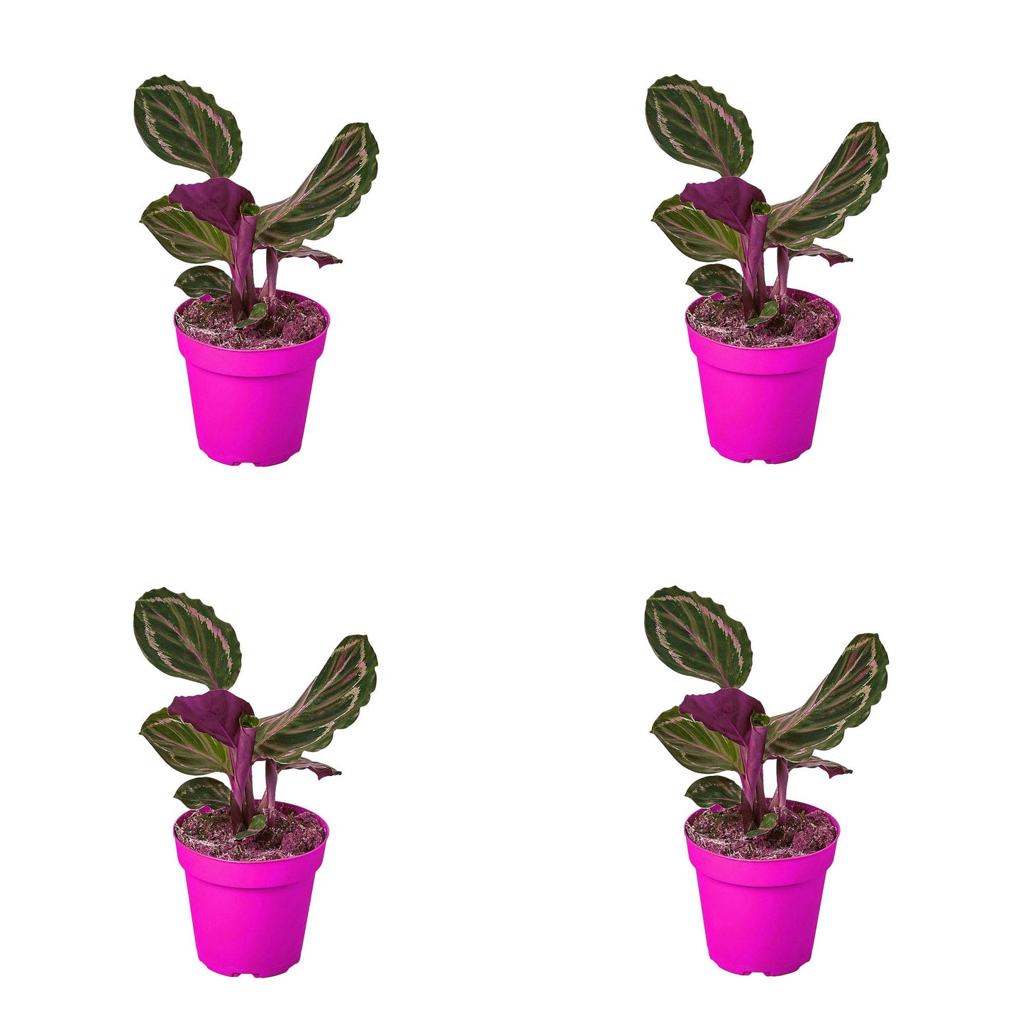 4 Pack Calathea Roseopicta 'Medallion' in 6in Pot - Live Plants Tropical Houseplants | Variegated | USA Growers | The Snobby Leaf