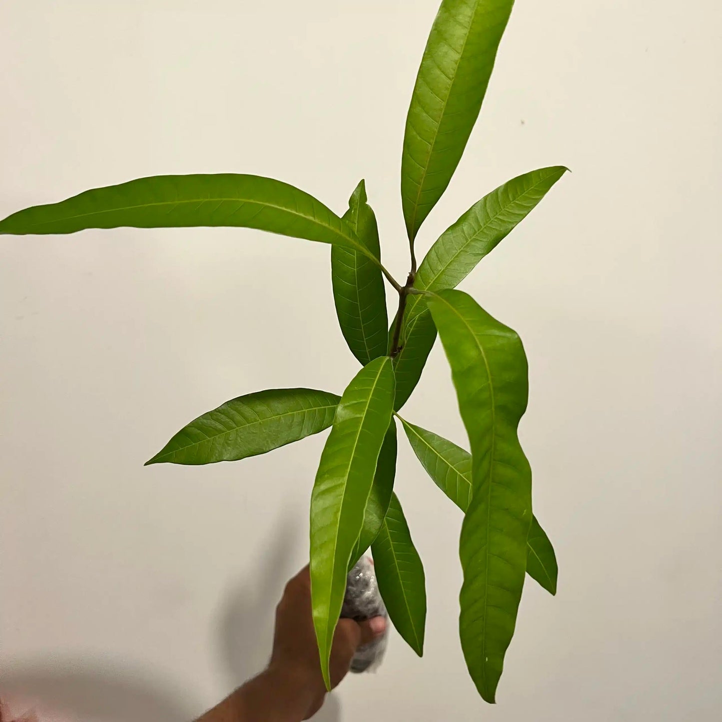 Live Plant - Mango Palmer (manglifera) Tropical Live Fruit Tree 1′- 2′ feet