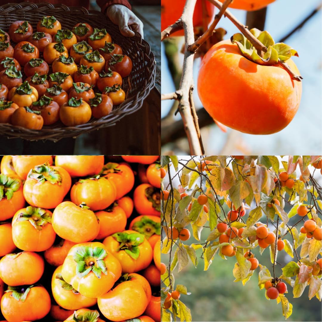 2 Bare Root American Persimmon Trees Live Plants, Dormant Seedlings 1-2 Feet Tall, Cold Hardy Fruit Trees for Planting, Zones 4-9