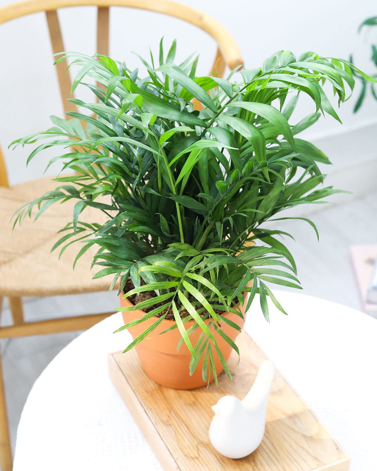 Neanthe Bella Palm (4" Grower Pot) - Air Purifying and Live Healthy Houseplant - Easy to Grow, Easy to Care Indoor Houseplant for Home and Office Decor