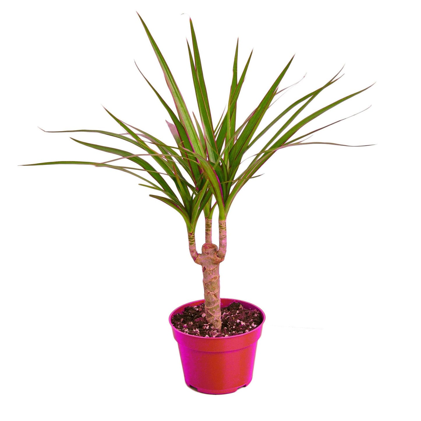 Dracaena Marginata Cane - 4" Pot in 4in Pot - Live Tropical Houseplant - Easy to Grow | Air Purifying | Variegated | USA Growers | The Snobby Leaf