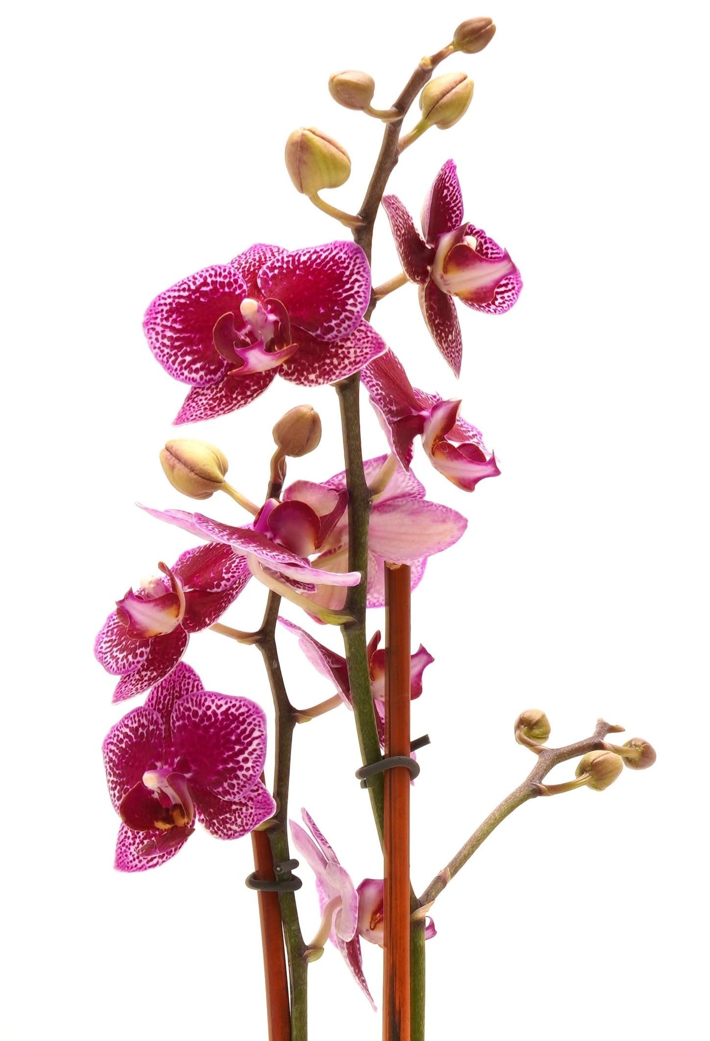 DecoBlooms Premium Purple 3” Orchid Live Indoor Plant (Modern Pot Included) – Grown in the USA - Fresh Flowering Home Decor Delivery for Birthday, Anniversary, Sympathy, Wedding, Mother's Day