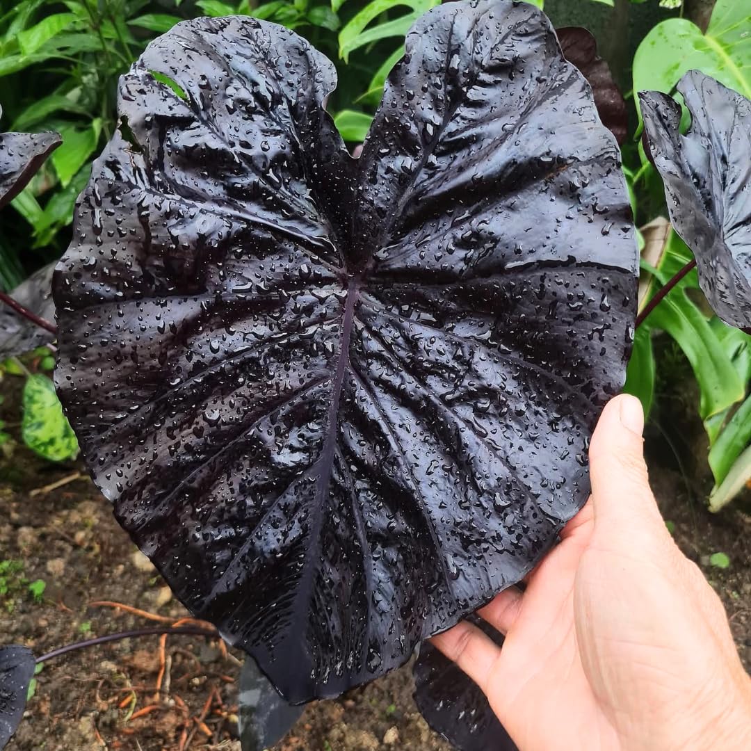 2 Black Coral Alocasia Plants Live Houseplant for Indoor Outdoor Growing, 4 to 8 Inches Tall, Rare and Hardy