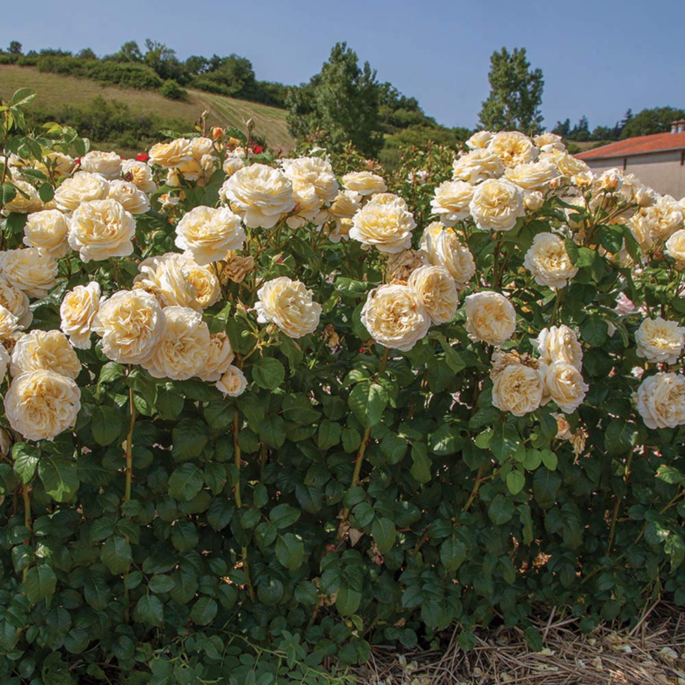 Heirloom Roses Hybrid Tea Rose Bush - Moonlight Romantica® Live Yellow Rose Plant for Outdoor Planting