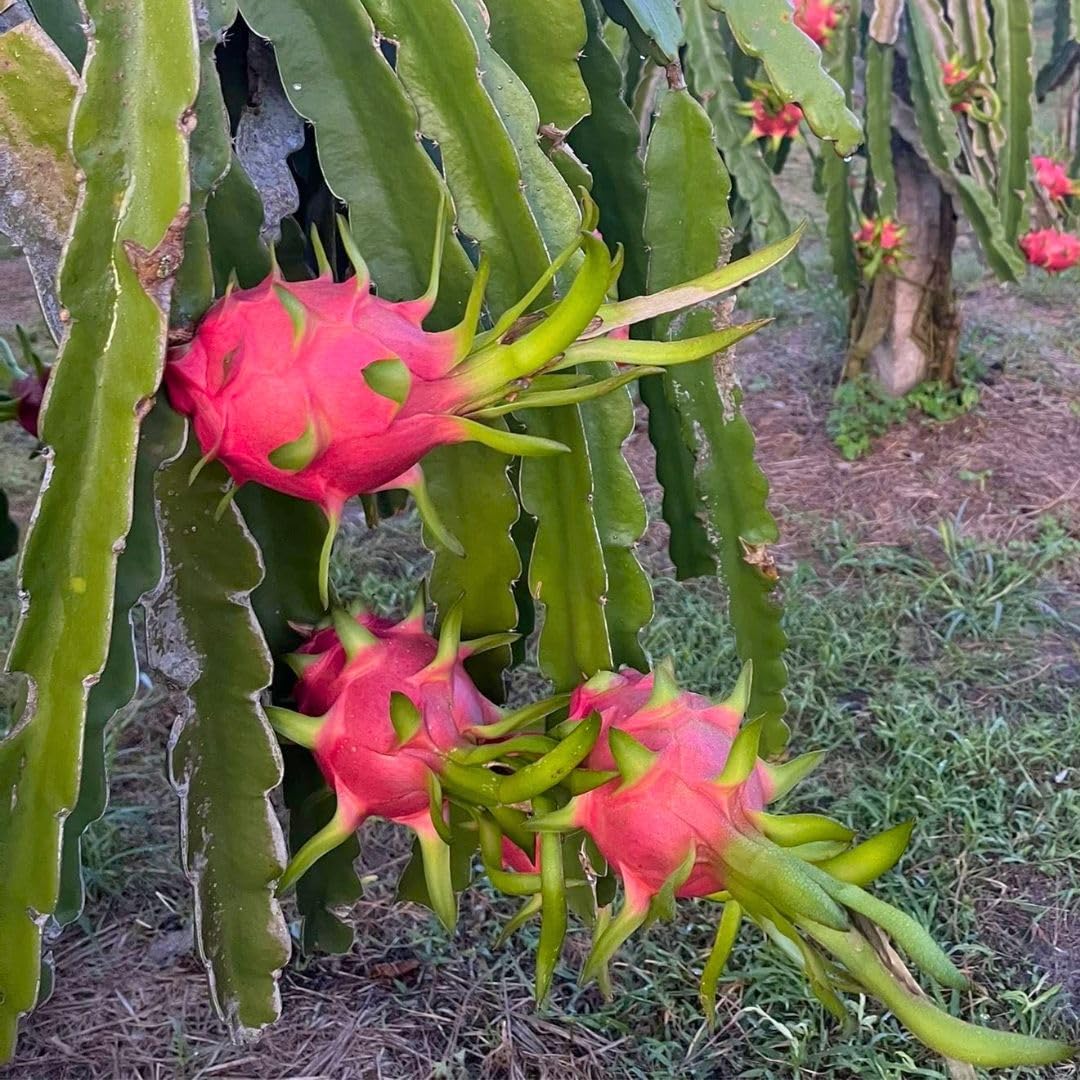 Set 2 Sweet White Dragon Fruit Plant 1 ft Tall, Live Dragon Fruit Tree in Pot, Fruit Tree for Your Garden