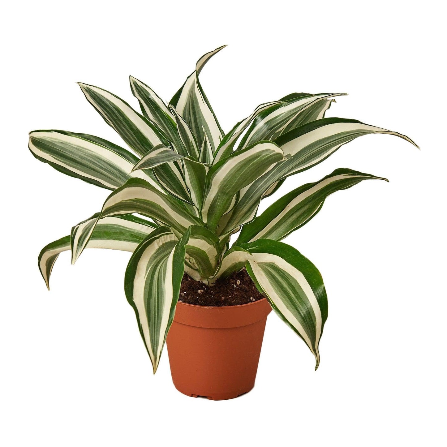 Dracaena 'Warneckii White Jewel' | Live Plant for Indoor & Outdoor | for Living Room, Office, Bathroom | (4" Pot)