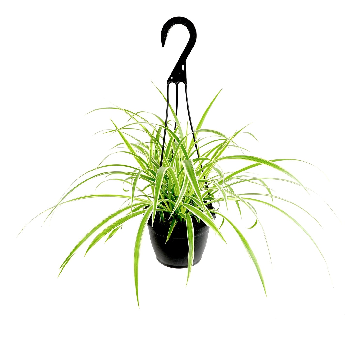 Live Spider Plant in 6" Hanging Basket with Detachable Hook, Pet Friendly Houseplant for Home or Office, Unique Seasonal Varieties, Real Easy to Grow Houseplants by Plants for Pets