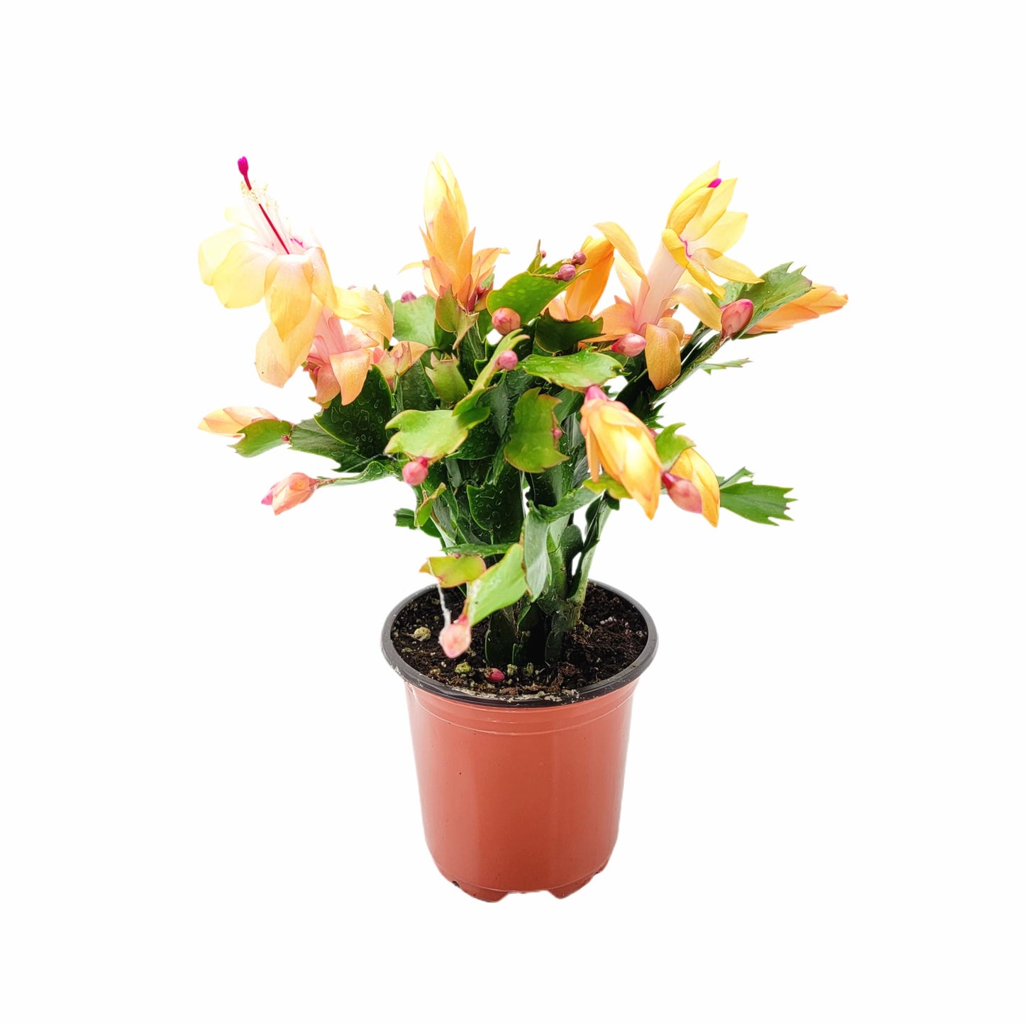 Wonderland Flora Thanksgiving Cactus, Peach Seasonal Blooms, Live Indoor Plant, Flowering Houseplant, Christmas Cactus, 4-Inch Pot, Holiday Decor, Pet Safe, Free Heat Pack