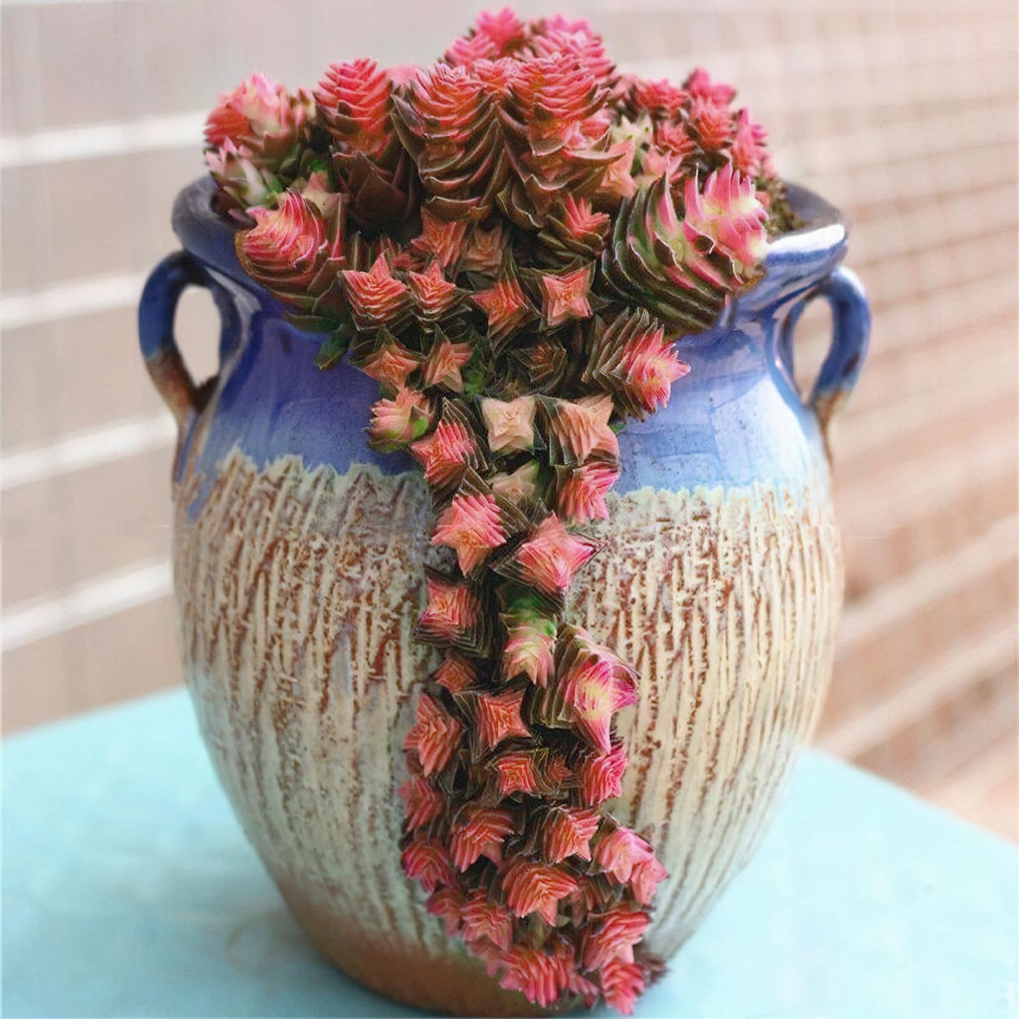 Sprout N Green Shark's Tooth, Live Crassula corymbulosa Succulent in 4" Pot with Soil Mix, Rare House Plant for Home Office Wedding Indoor Outdoor Decoration, DIY Projects, Party Favor, Pet Friendly