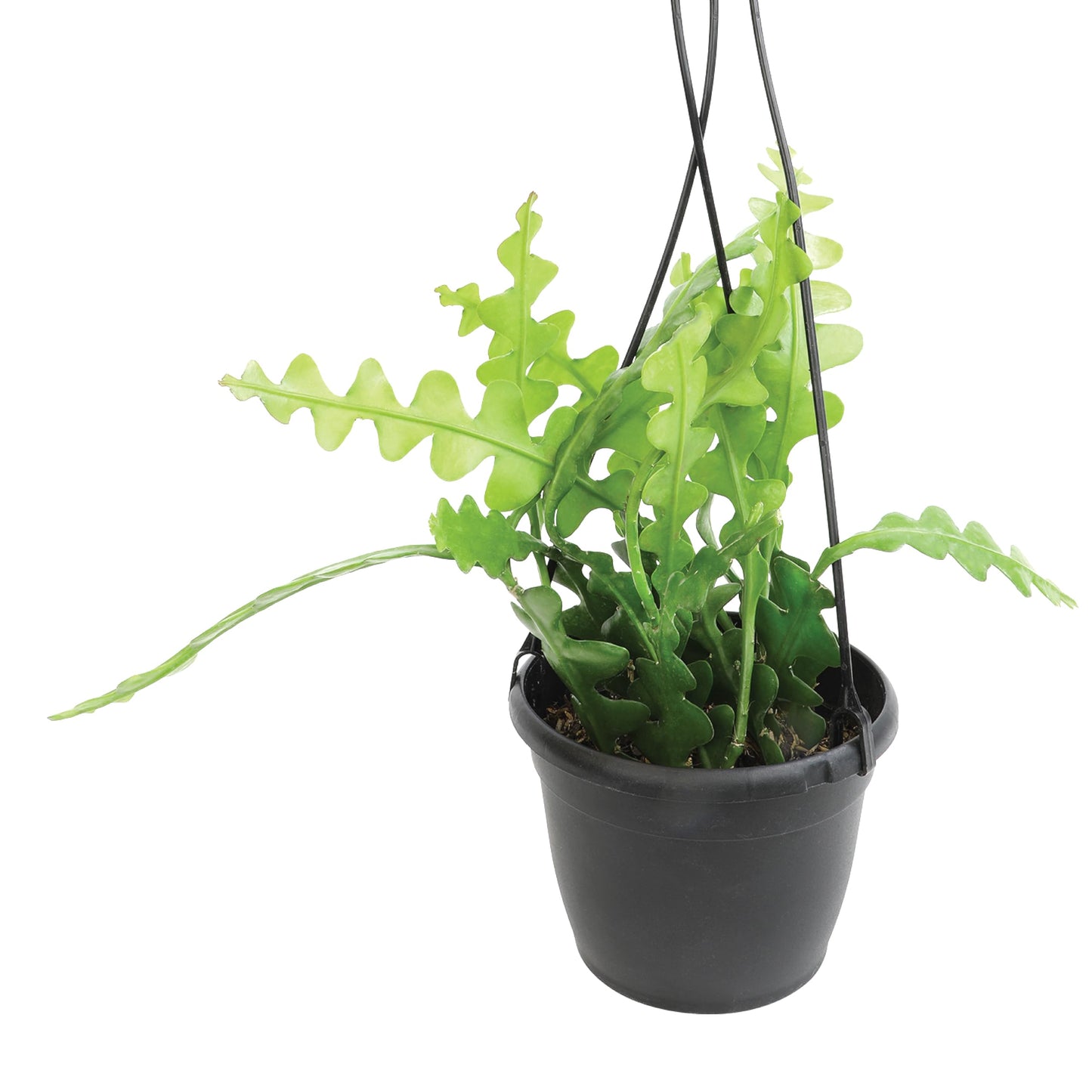 Zigzag Fishbone Cactus Plants Hanging Basket, Epiphyllum Plant, RIC Rac Cactus Plants Live Succulents Plants Live Houseplants, House Plants Indoors Live Indoor House Plants by Plants for Pets