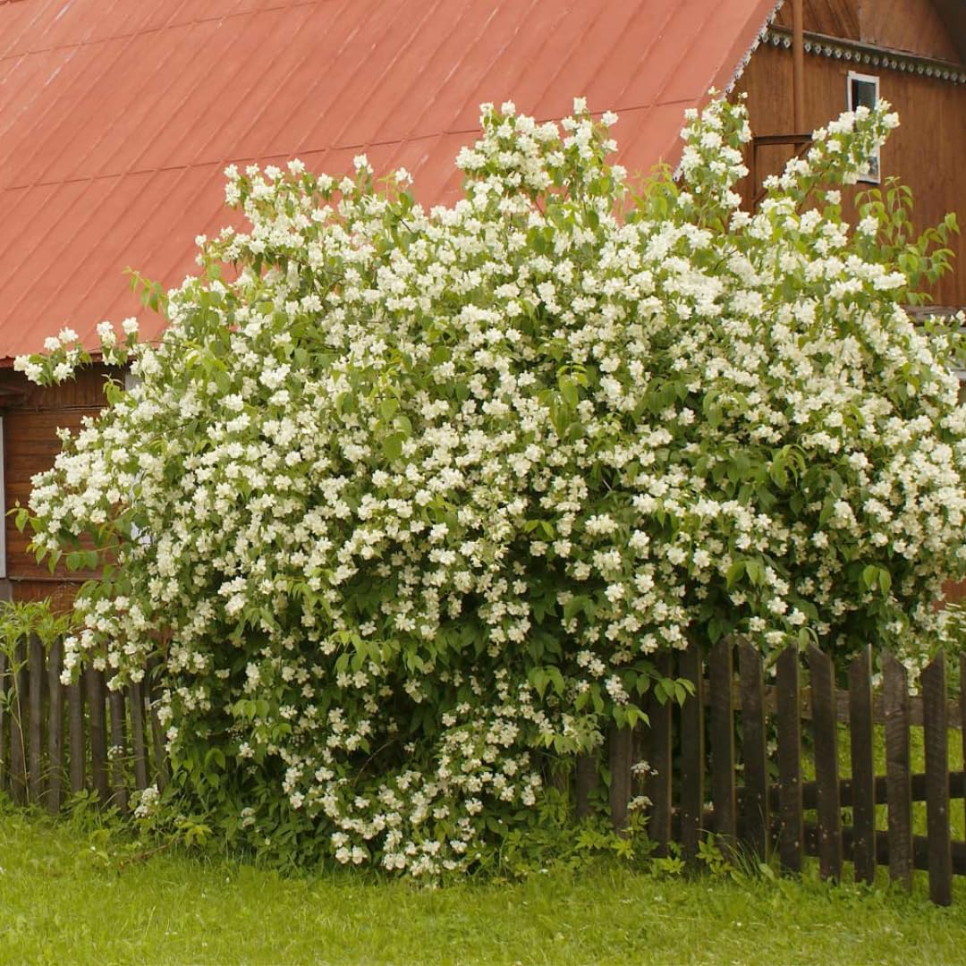 1 Year Old Philadelphus Mock Orange Bush Tree Live Plant, Very Fragrant, Cold Hardy, Dormant in Winter
