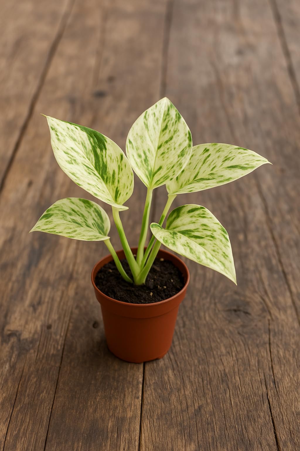 Marble Queen Pothos – Live Plant in 2 Inch Pot - Air Purifier Plant to Make Your House Healthier