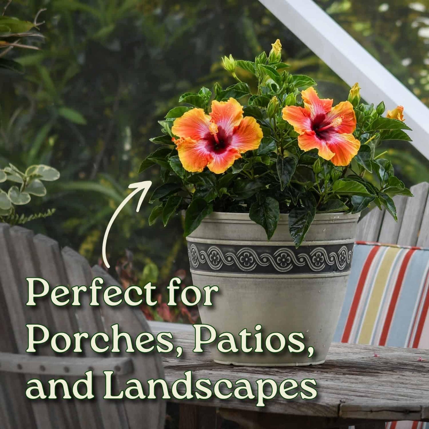 Hibiscus Bush - Fiesta Flower - Tropical Plants of Florida - 3 Gallon Pot - Overall Height 22" to 26" - Sunset Multicolor Blooms