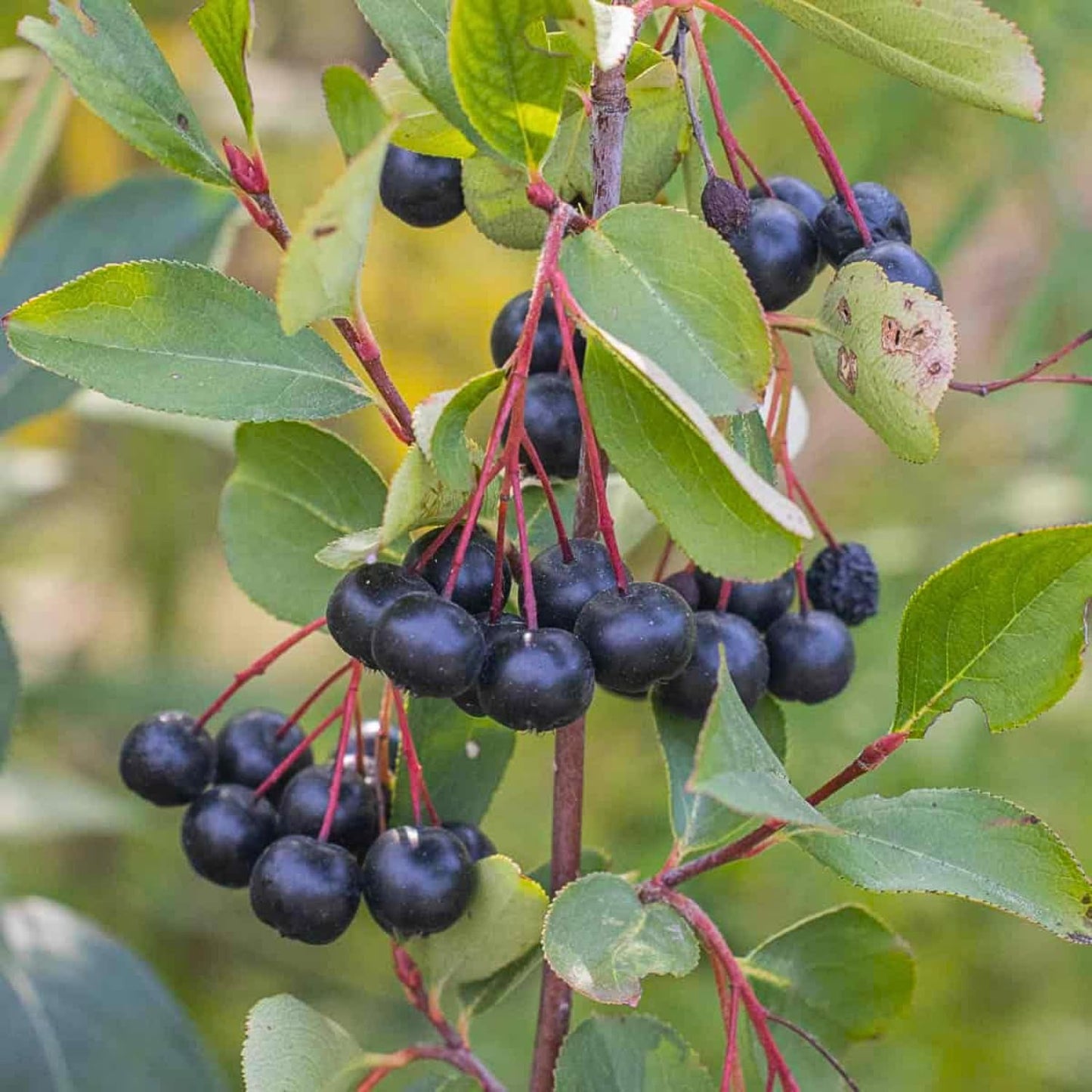 Chokeberry Tree Live Plant, Black Aronia Berries Tree 1.5-2 Feet Tall, Hardy Edible Berry Fruit Plant for Planting Outdoor