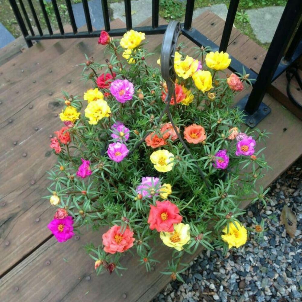 Set 4 Mix Portulaca Live Plant, 4-6 Inch Tall, Moss Rose Plants Live, Rare Portulaca Plants for Growing Indoor Outdoor