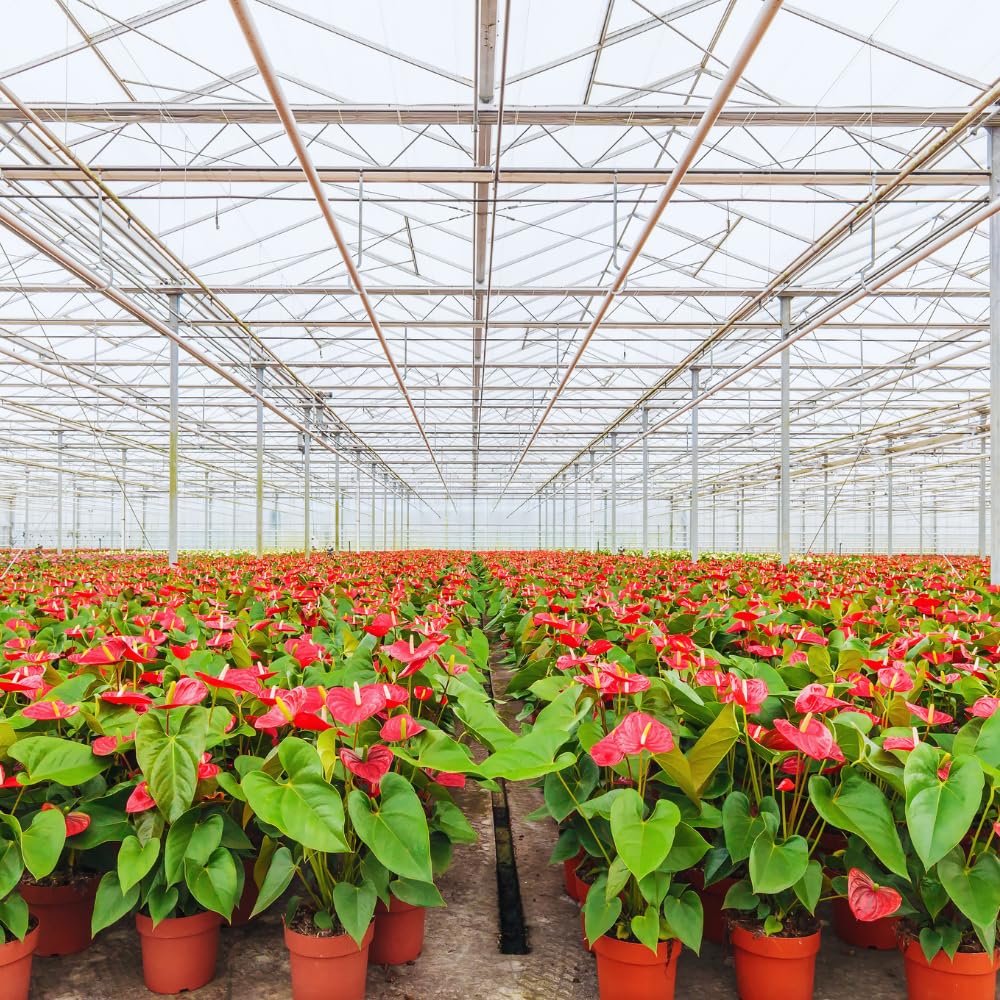 Red Anthurium Plant Live, Anthurium Flower Tree, 6'' Pot, Houseplant Live Plant for Home Decoration, No Ship to CA