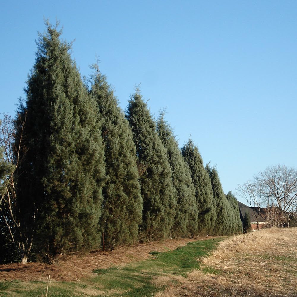 Brighter Blooms - Carolina Sapphire Cypress Tree, 1-2 ft. - No Shipping to AK, AZ, HI
