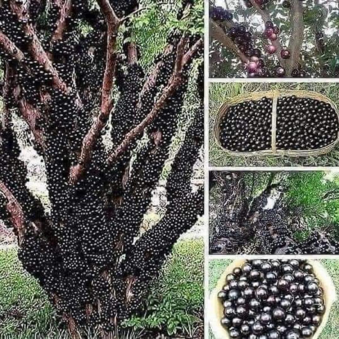 1 Year Old Jabuticaba Plant, Jaboticaba Brazilian Grape Tree Live, 10 to 12 Inches Seedling for Planting