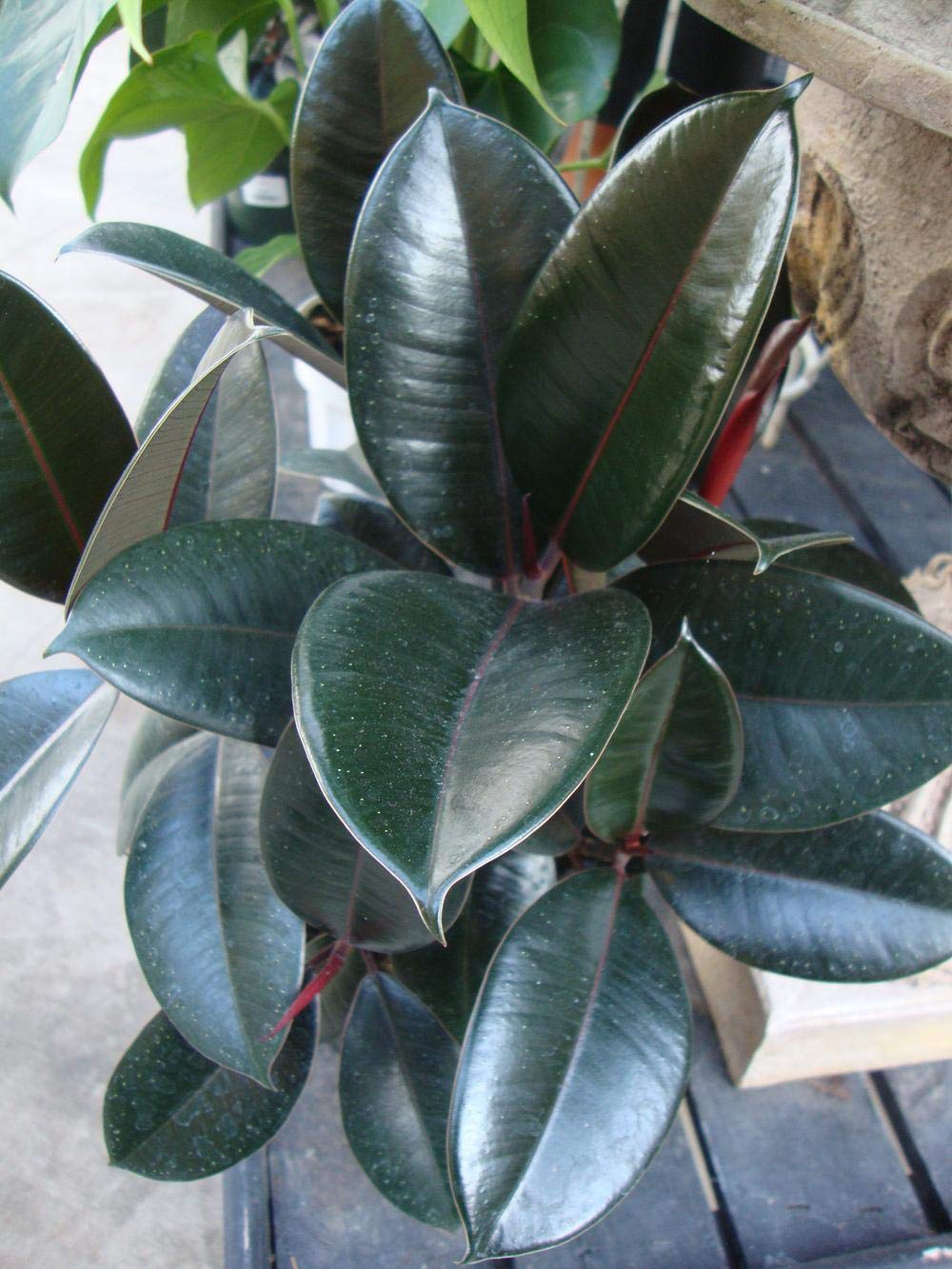 Rubber Plant - Live Plant in a 4 Inch Pot - Ficus Elastica “Burgundy” - Beautiful Easy Care Air Purifying Indoor Houseplant