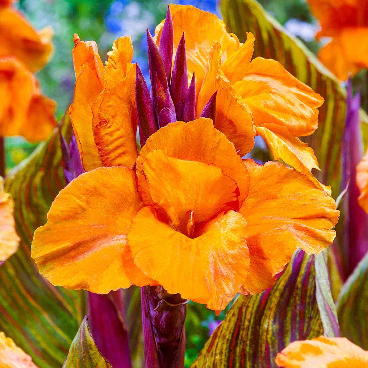 BRECK'S - Phasion Giant Variegated Canna Lily Dormant Summer Flowering Bare Roots (3-Pack)