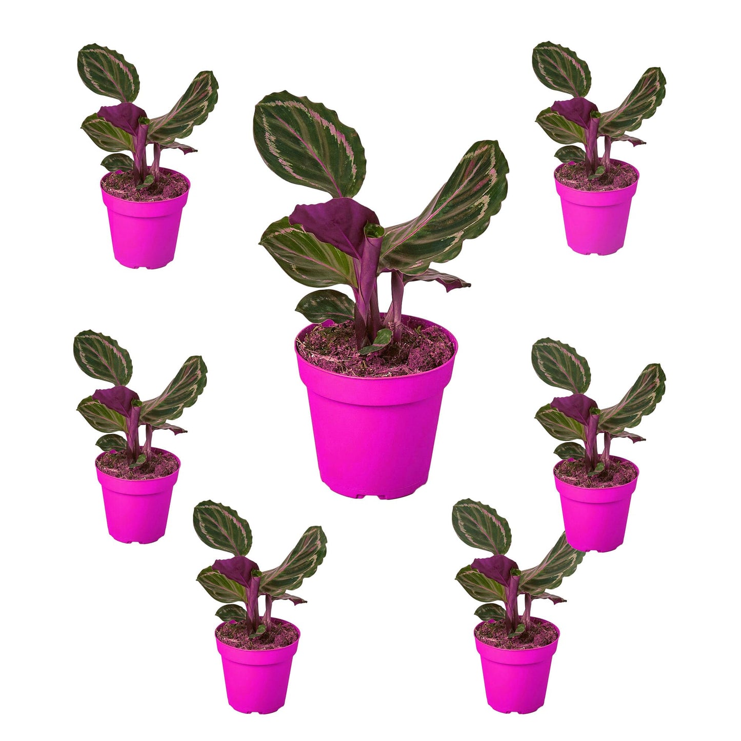 7 Pack Calathea Roseopicta 'Medallion' in 4in Pot - Live Plants Tropical Houseplants | Variegated | USA Growers | The Snobby Leaf