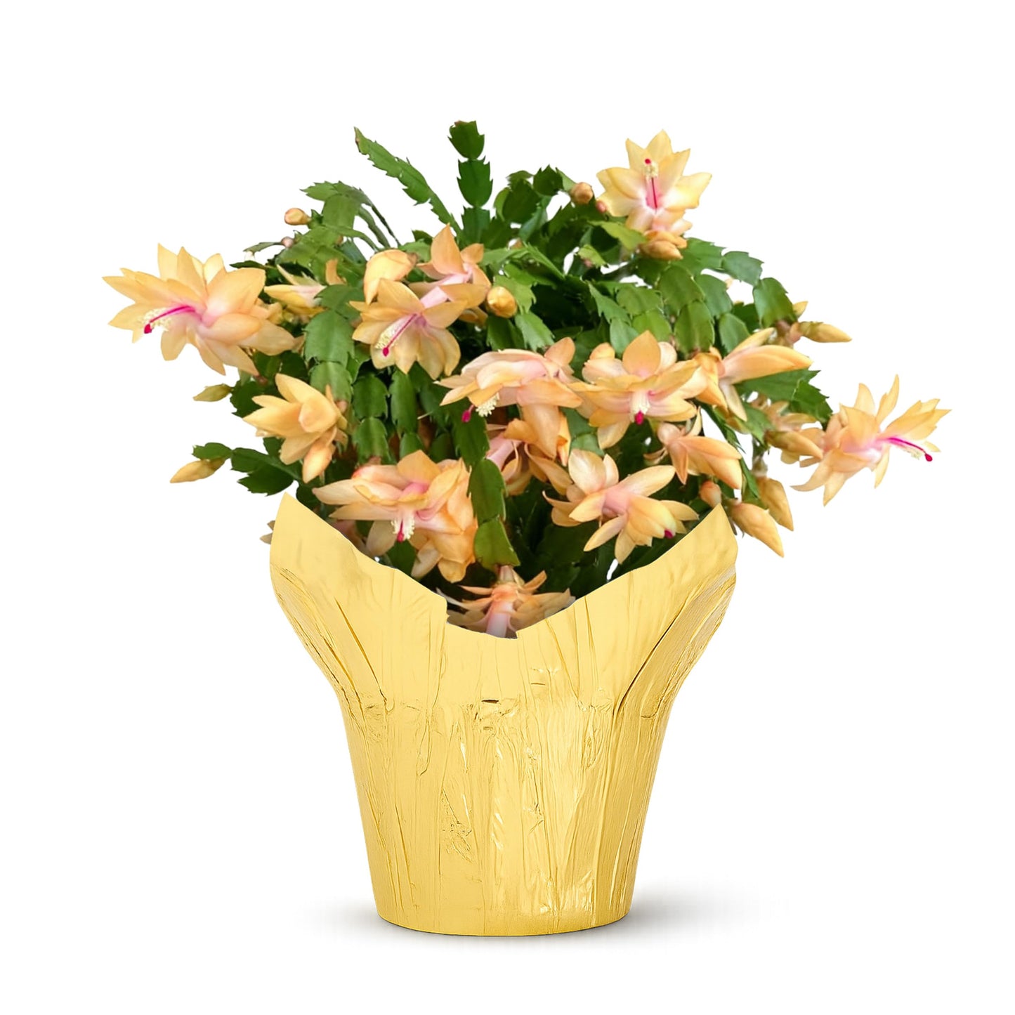Live Flowering Zygocactus - Yellow-Orange - Thanksgiving/Christmas Cactus - Seasonal Bloomer, Currently Out of Bloom - 5” Tall by 5” Wide in Deco Cover