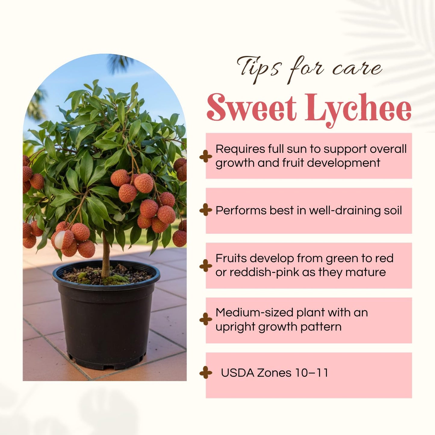 Sweet Lychee Plant Live, Lychee Fruit Tree 3 Feet Tall in 3 Gal Pot, Hardy Plant for Outdoor Garden, No Ship to CA