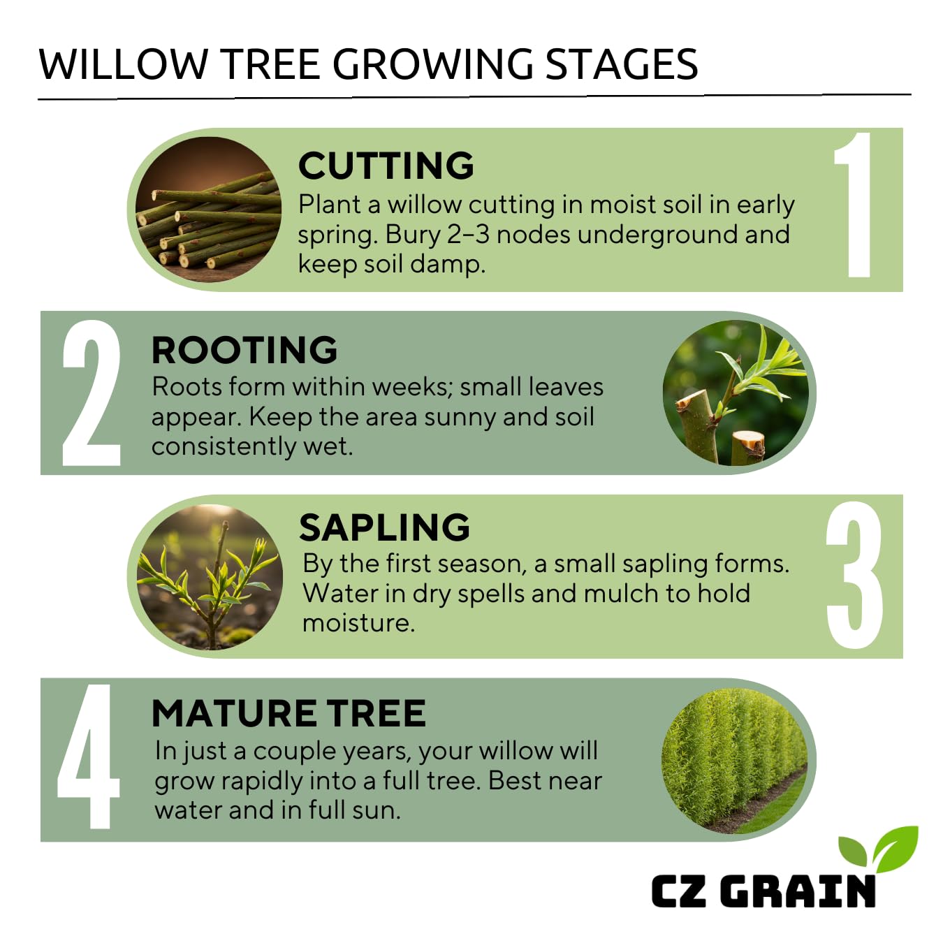 25 Jumbo Hybrid Willow Tree Cuttings - Much Thicker Root Stock - Approx 10 inches Tall, 5/8 in- 1+ Inch Thick Root Stock - Fast Privacy Shade Trees - Grows Fastest