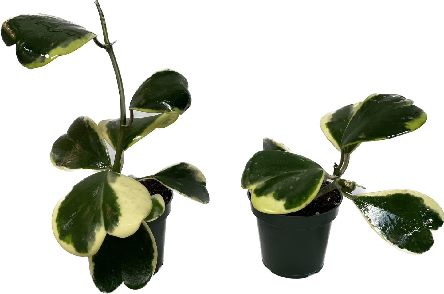Variegated Hoya Kerrii - Hoya Plants Live Houseplant - Live Hoya Plant - Outer Variegated Hoya Kerrii - Plant Gift - Air Purifying