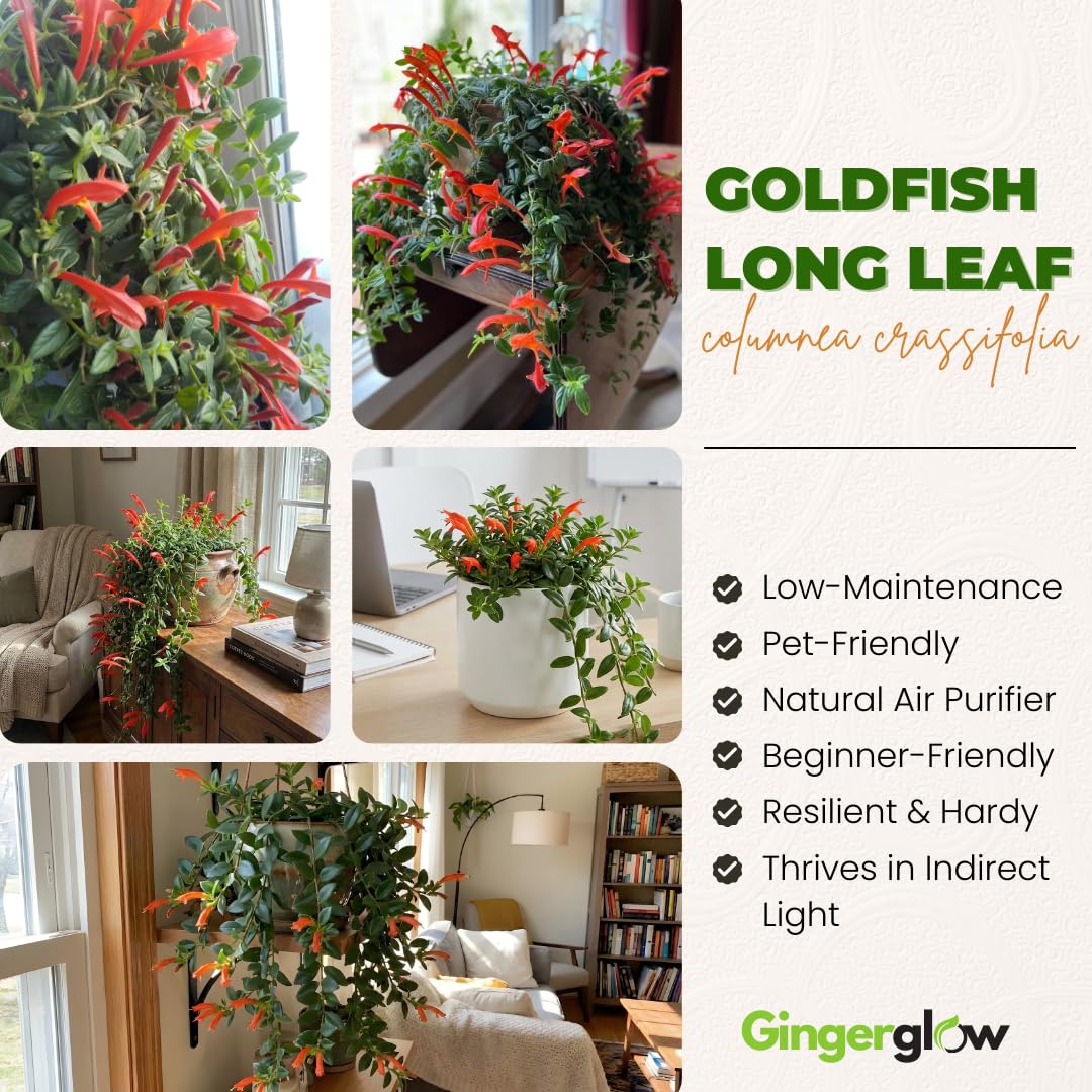 Trailing Goldfish Flowers Plants Live Houseplants, 4-6 Inch Tall, Long Leaf Golden Fish Plants, Flowering Trailing Plant Suitable for Gifts & Ideal for Home Interiors
