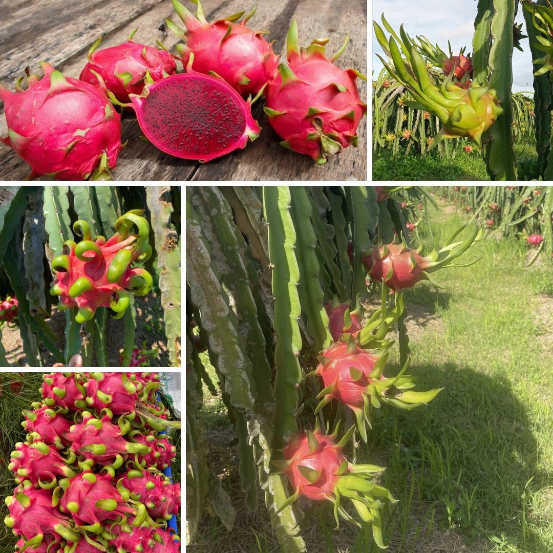 4" Red Dragon Fruit Live Plant, Tropical Dragon Fruit Live Plant in Pot, Tropical Tree for Planting Garden